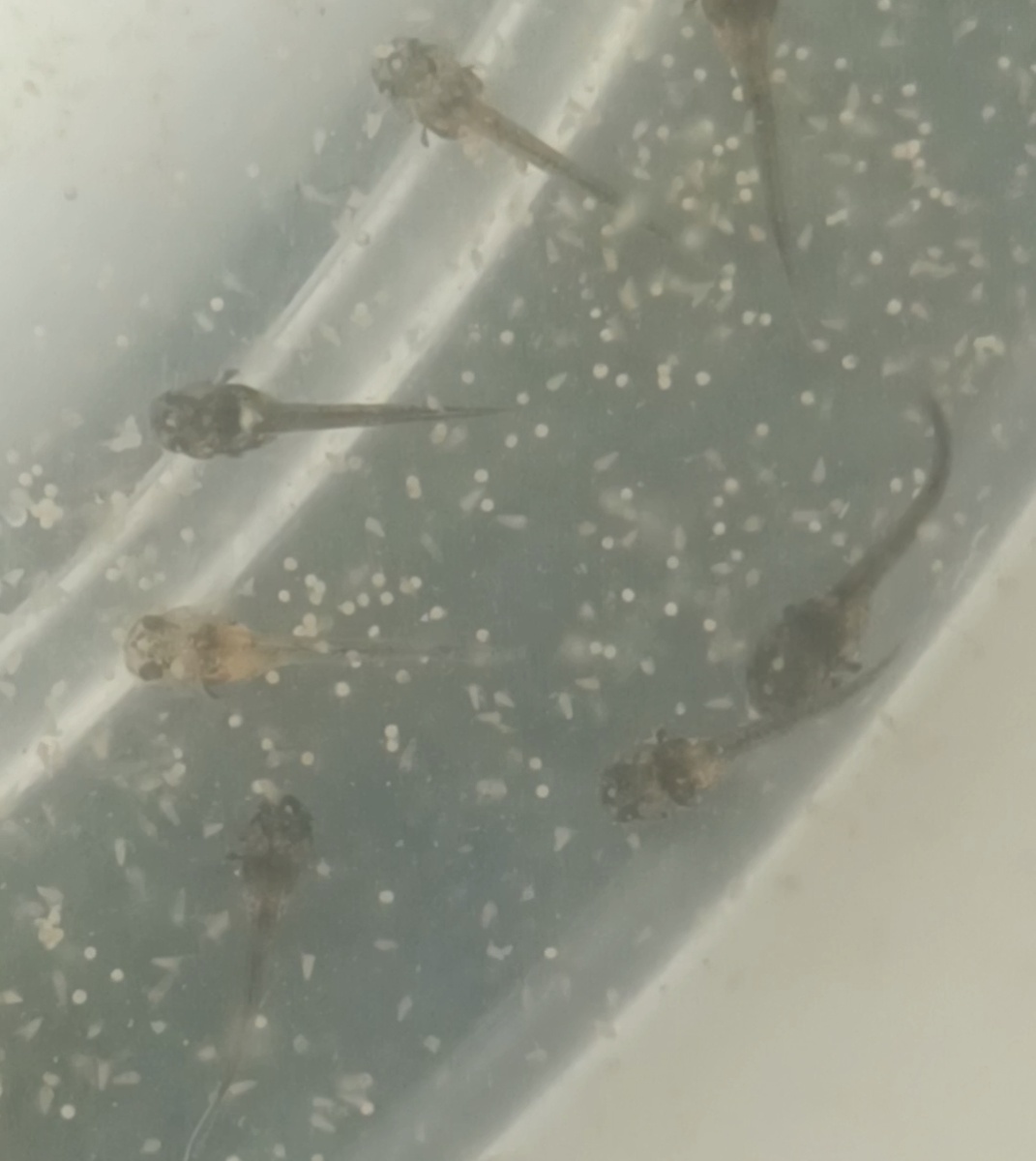 На фото недельные мальки коридораса, круглые точки-это декапсулированная артемия, а серые продолговатые - живые науплии артемии