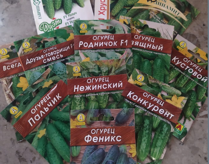 Обильный урожай огурцов – это просто. Все тонкости высадки и ухода