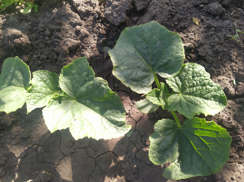 На фото огурцы, высаженные в грунт семенами. После достижения такого размера, растения можно мульчировать.
