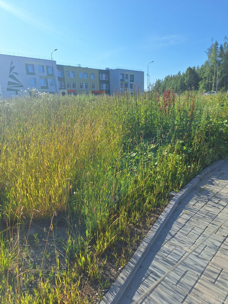    Дорога в многострадальный детсад Петрозаводска поросла травойЧитатель «ФакторНовости»