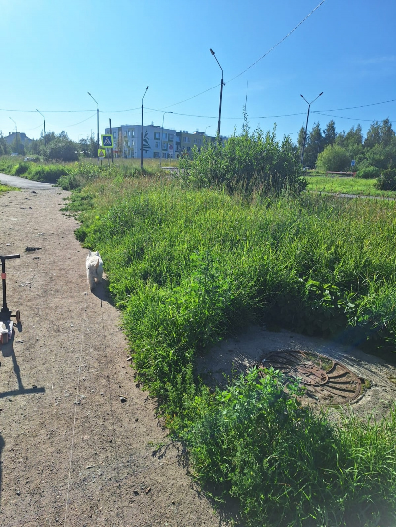    Дорога в многострадальный детсад Петрозаводска поросла травойЧитатель «ФакторНовости»