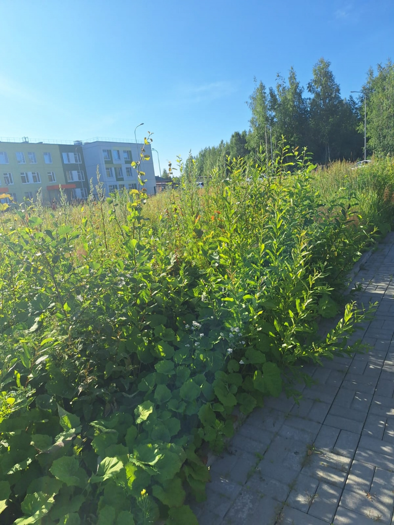    Дорога в многострадальный детсад Петрозаводска поросла травойЧитатель «ФакторНовости»