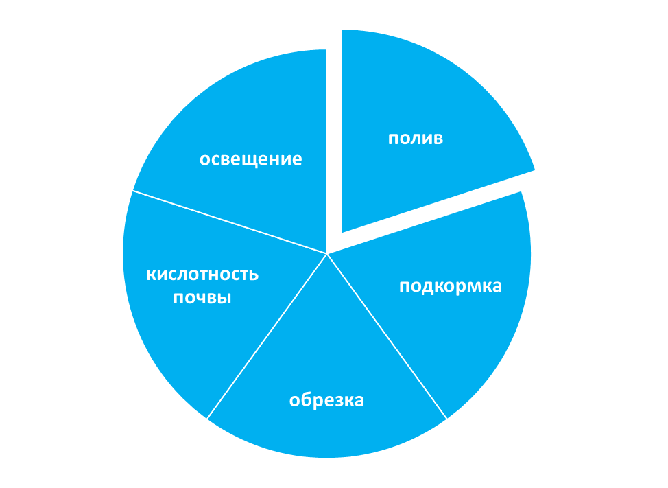 Уход за гортензией