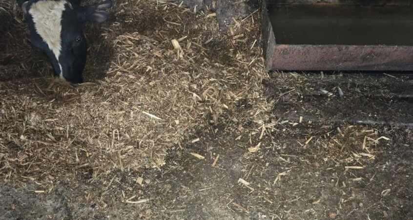    Бык насмерть забодал работника фермы в Пинском районе