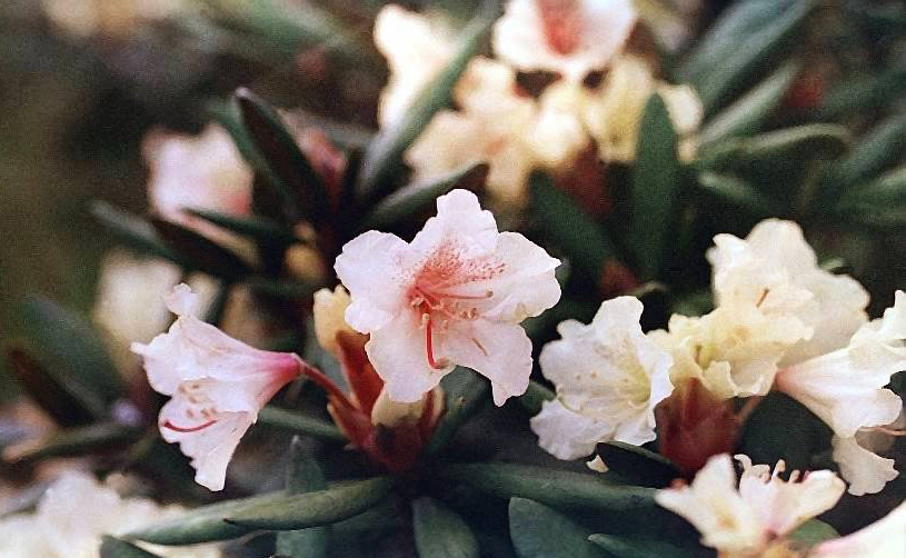 Вот такие рододендроны растут в наших горах