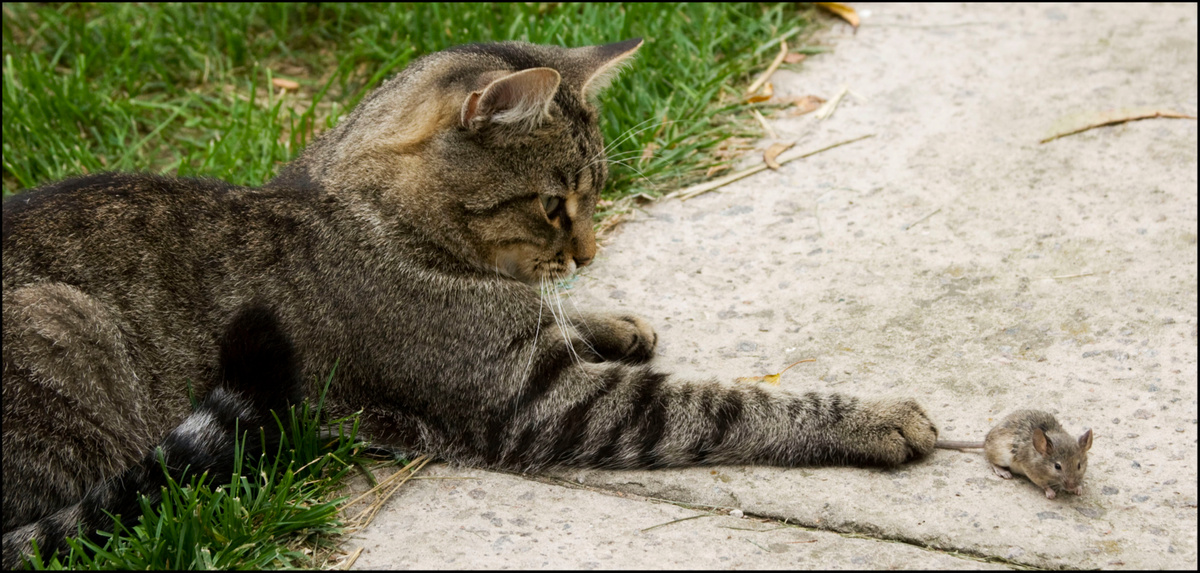 Картинка Яндекс