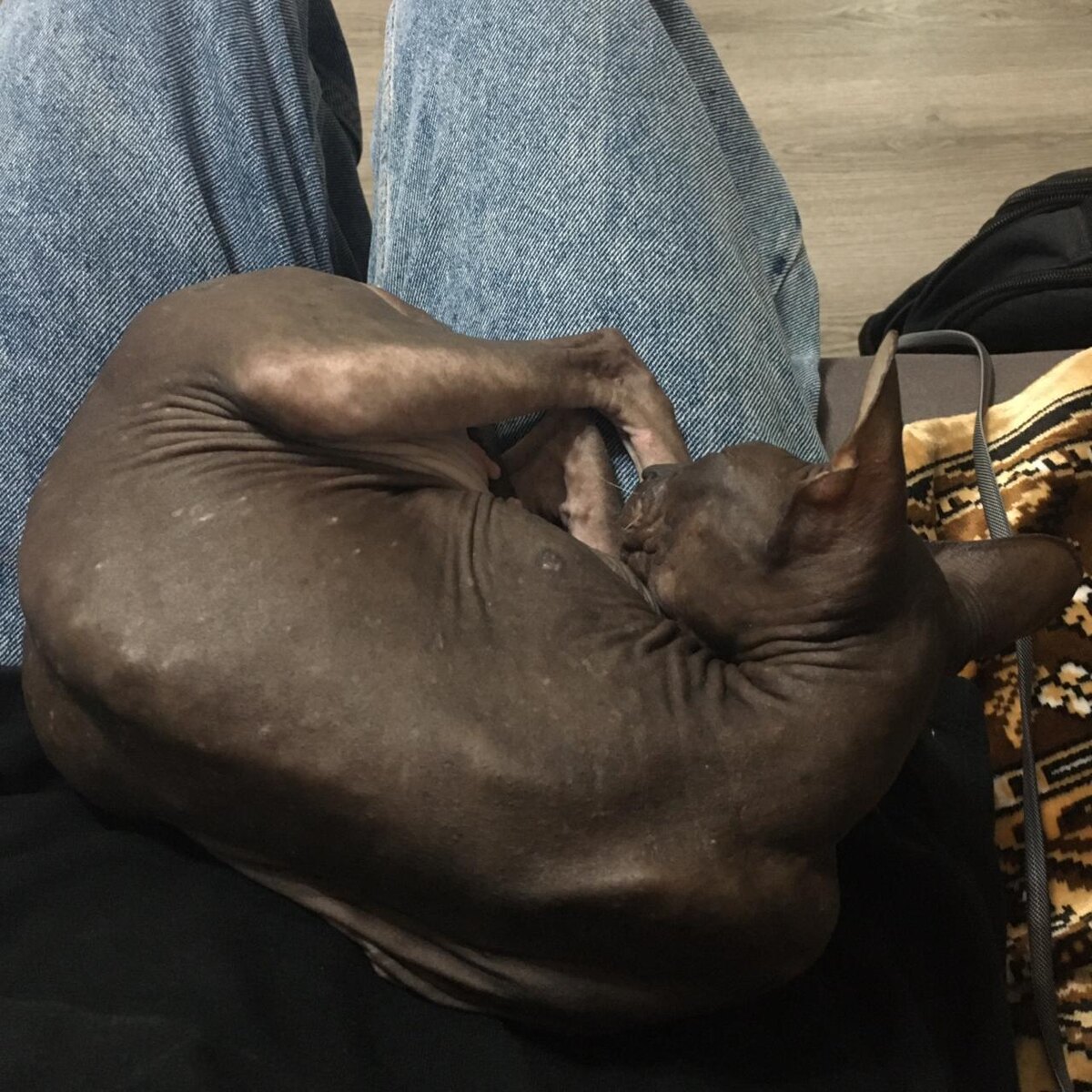 Кошка Мотя когда ее нашли 