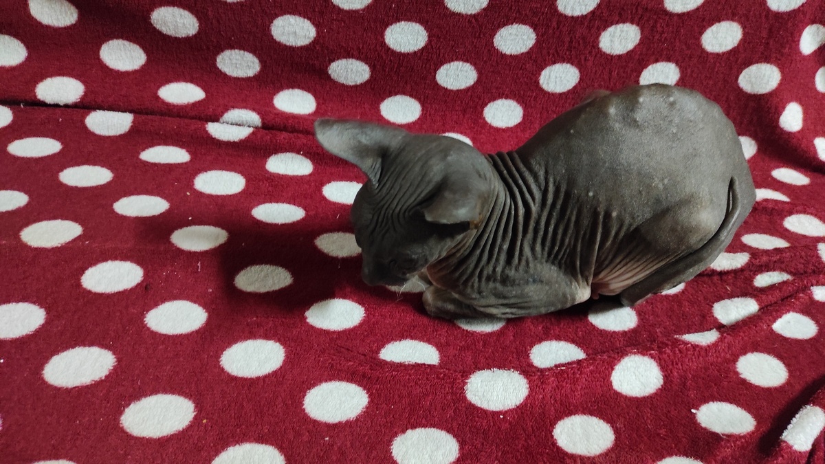 Кошка Мотя когда ее нашли 