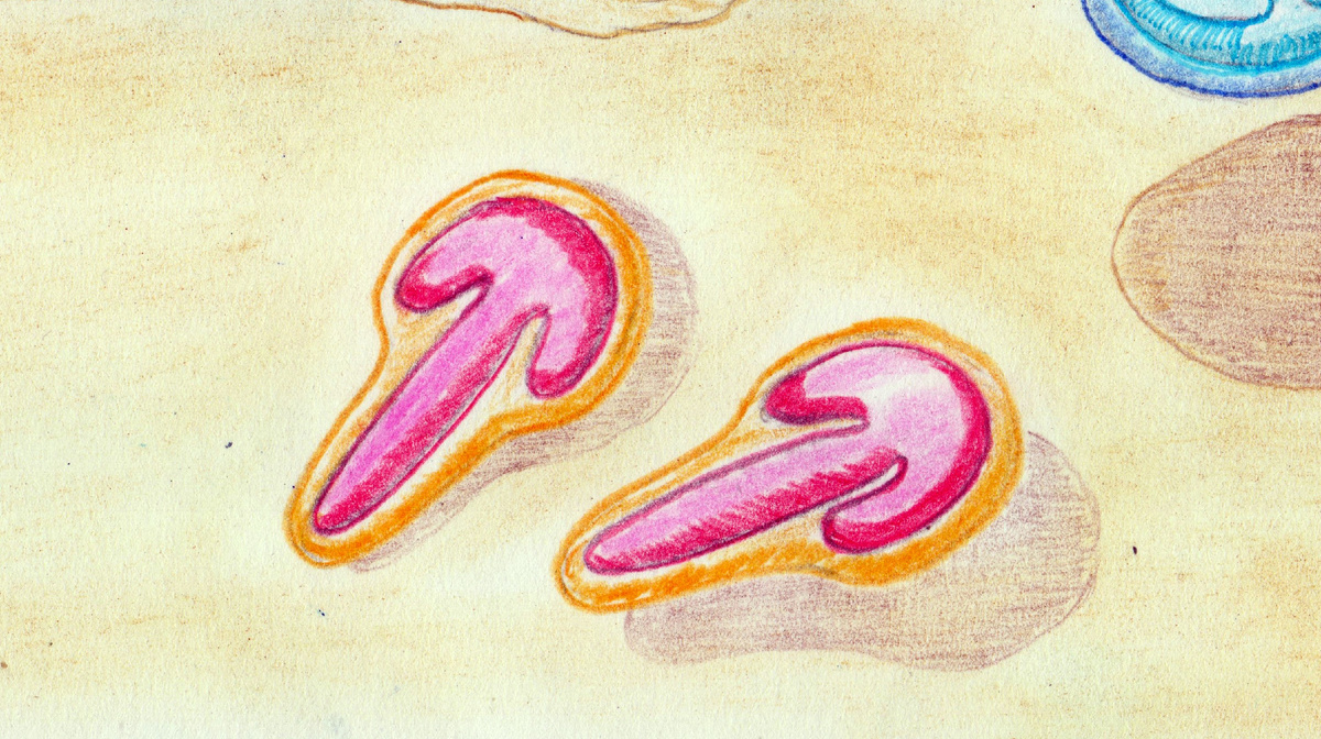 Реконструкция парванкорины сагитты.