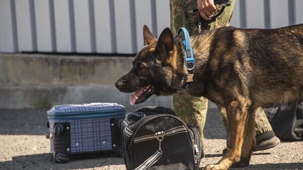    © РИА Новости Крым . Дмитрий Макеев