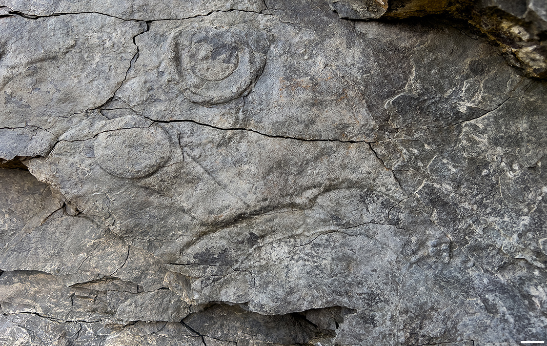 Полевая фотография поверхности пород с дисковидными органами прикрепления Aspidella sp. и стеблевидными отростками. Источник: Anton Kolesnikov et al. / Gondwana Research, 2025