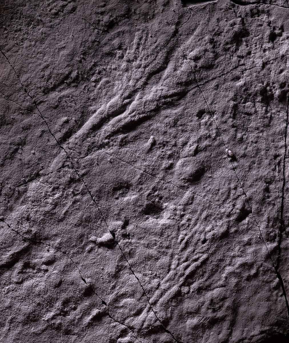 Окаменелость первых на Урале рангеоморфных Rangea sp. организмов с листовидной формой и фрактальными модулями. Источник: Anton Kolesnikov et al. / Gondwana Research, 2025