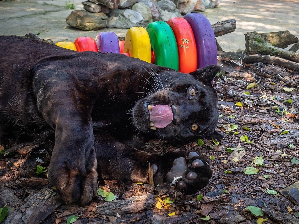     Красноярцам рассказали, что можно подарить обитателям «Роева ручья»