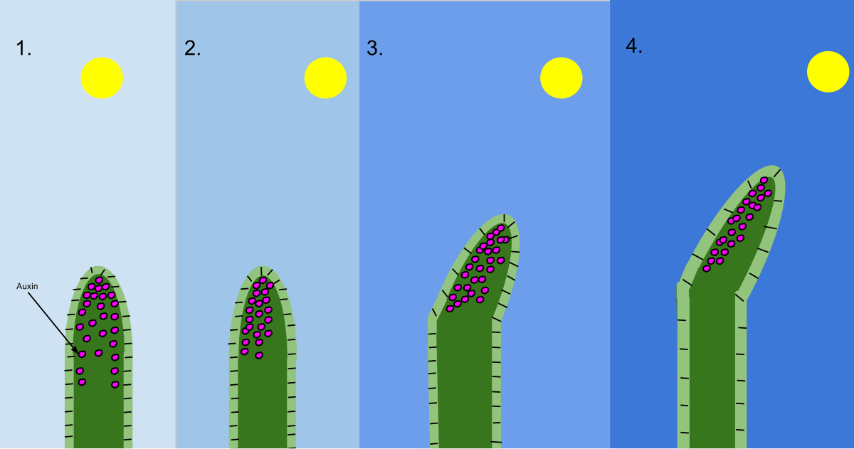 https://upload.wikimedia.org/wikipedia/commons/thumb/1/14/Phototropism_Diagram.svg/1200px-Phototropism_Diagram.svg.png
