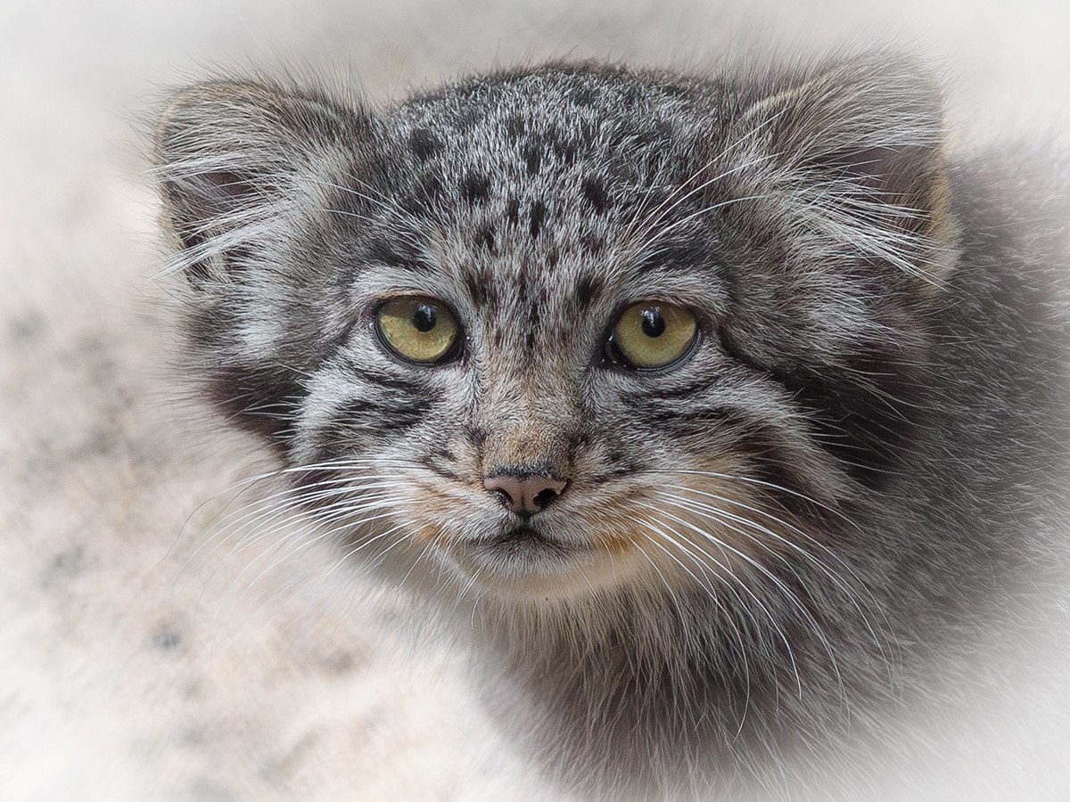    Фото: Новосибирский зоопарк