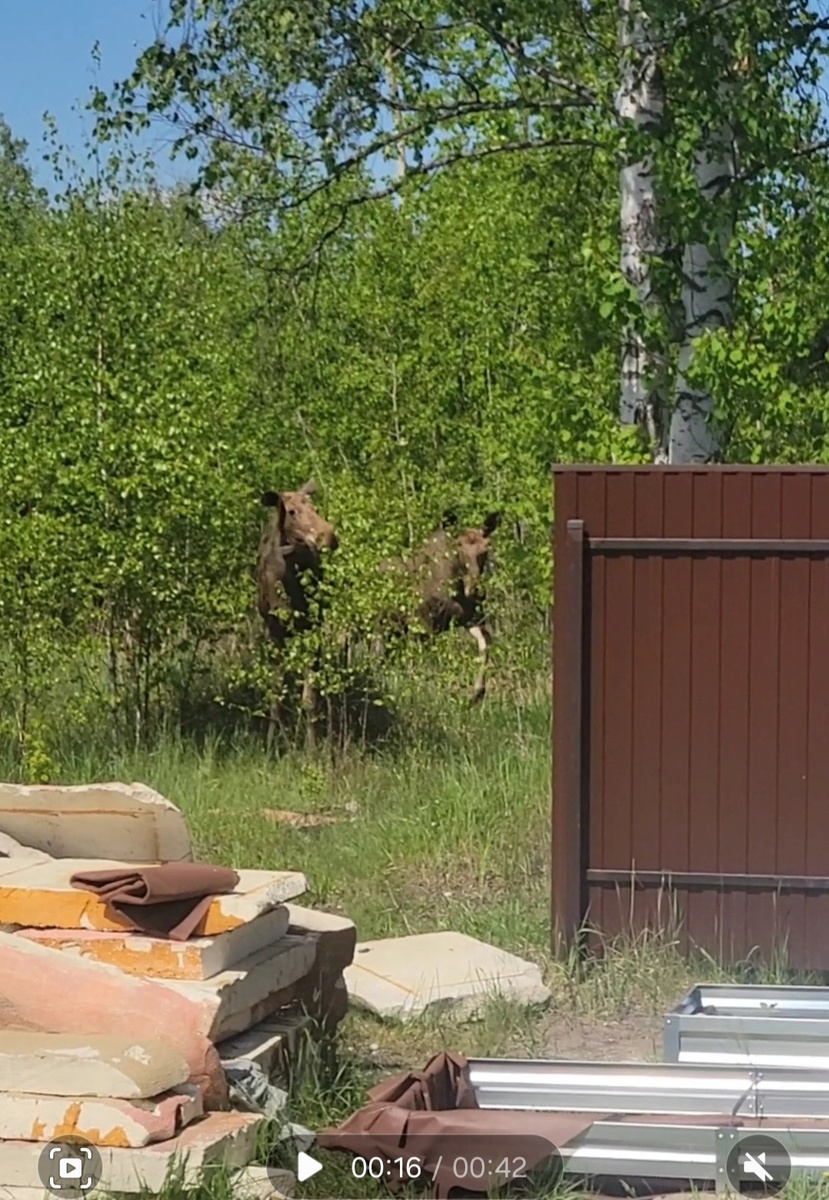 Молодцы-сорванцы