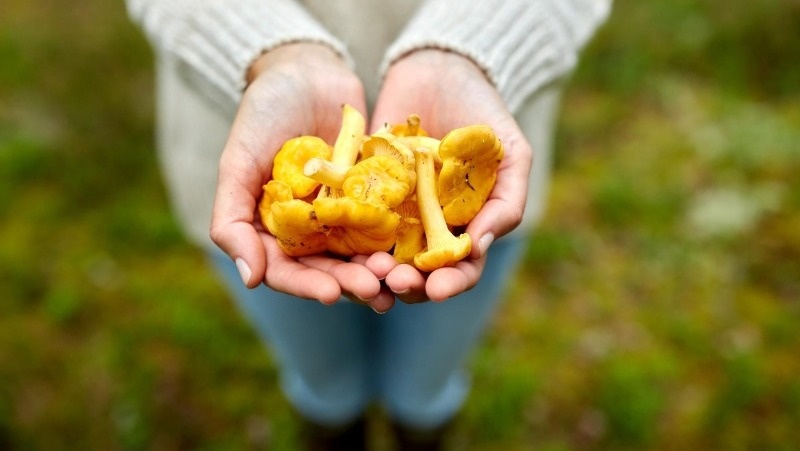      Фото: @syda_productions / v