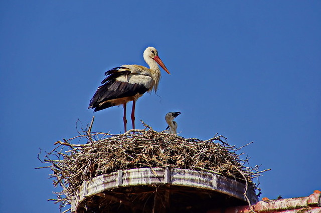 Аист на гнезде из колеса