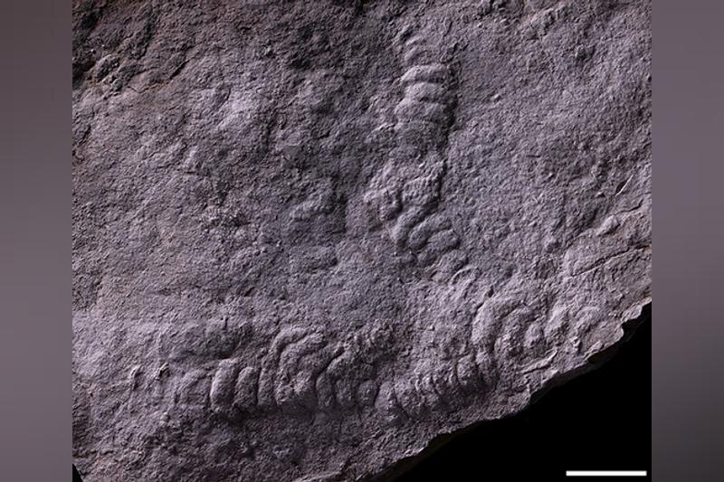    Российский научный фонд