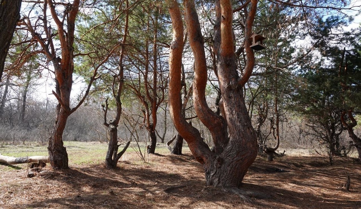    Сосну в Энгельсе внесли в реестр удивительных деревьев РоссииНовости Саратова и области – Сетевое издание «Репортер64»