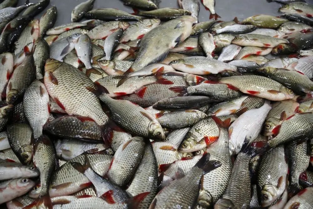     © Пресс-служба губернатора Астраханской области