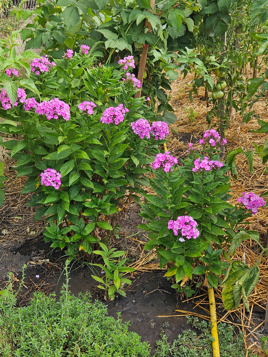 Флоксы, сорт не знаю