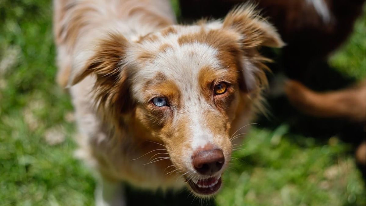    Гетерохромия — это удивительная особенность представителей некоторых пород собак