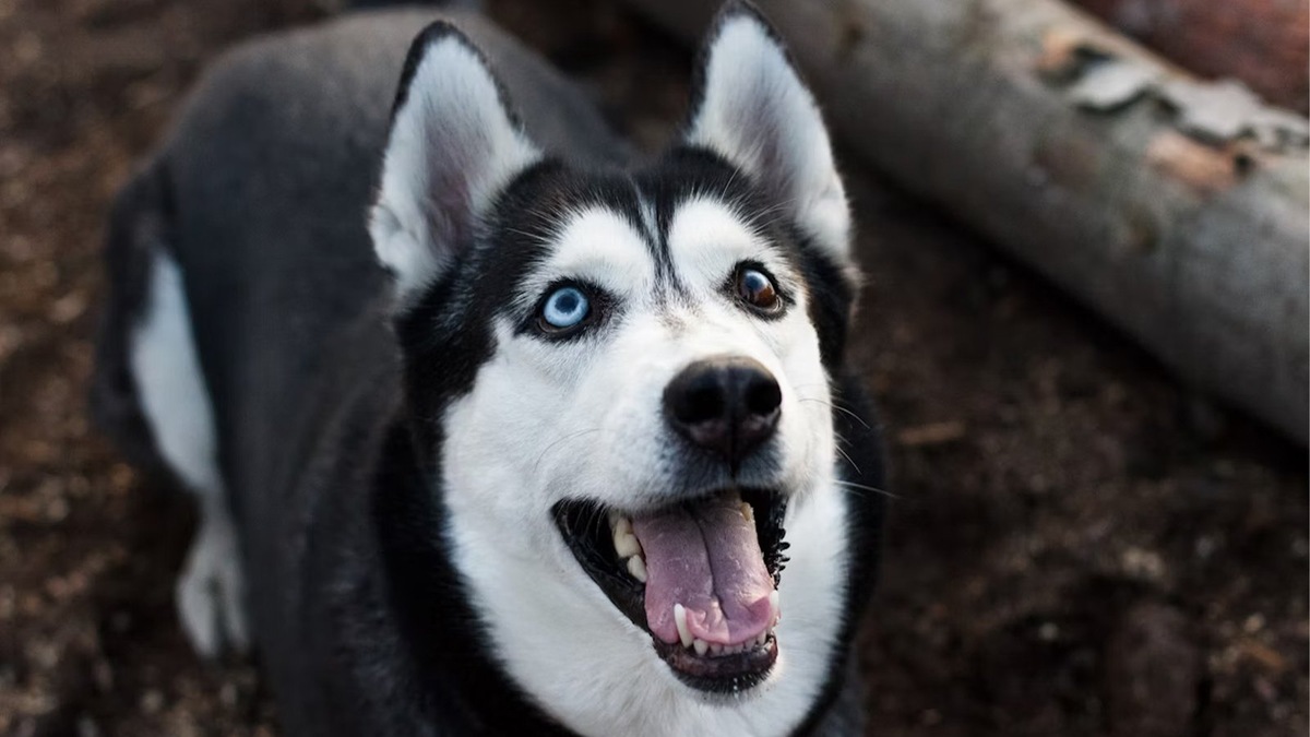    Сибирский хаски — самая известная порода с гетерохромией