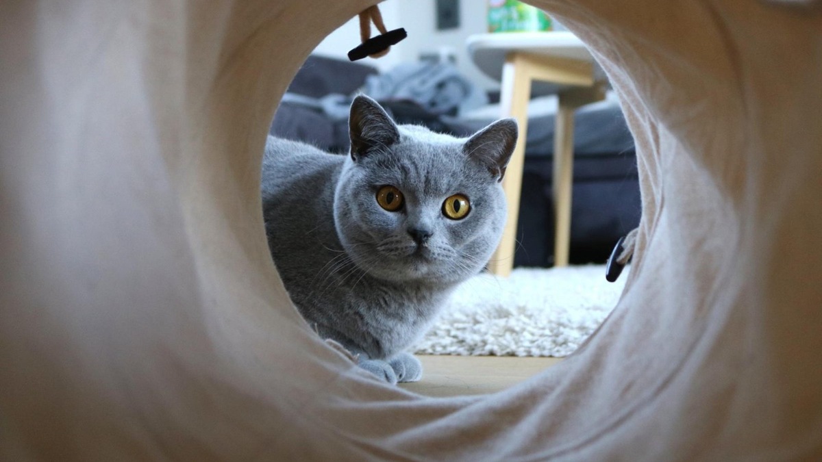    Чтобы достать угощение из такого лабиринта, кошке нужно проявить терпение и ловкость. Отличное упражнение для ума и лап!