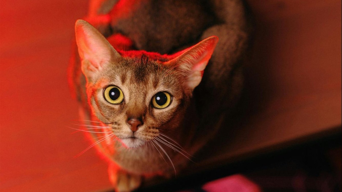    Абиссинка не полежит спокойно на диване — ей нужно исследовать, прыгать, охотиться и быть в центре событий.