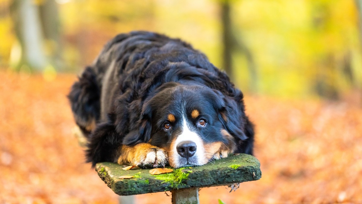    Пастушьи собаки отличаются высоким интеллектом и умением принимать решения самостоятельно, вдали от хозяина