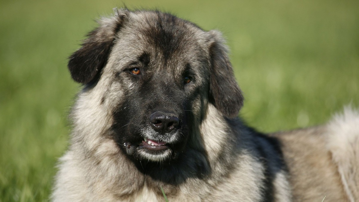    Мощная кавказская овчарка — надежный страж стада