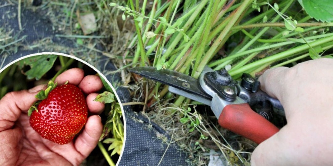 Как обрезать клубнику?