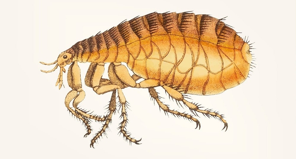 Постельные блохи: как выглядят, чем опасны и как избавиться