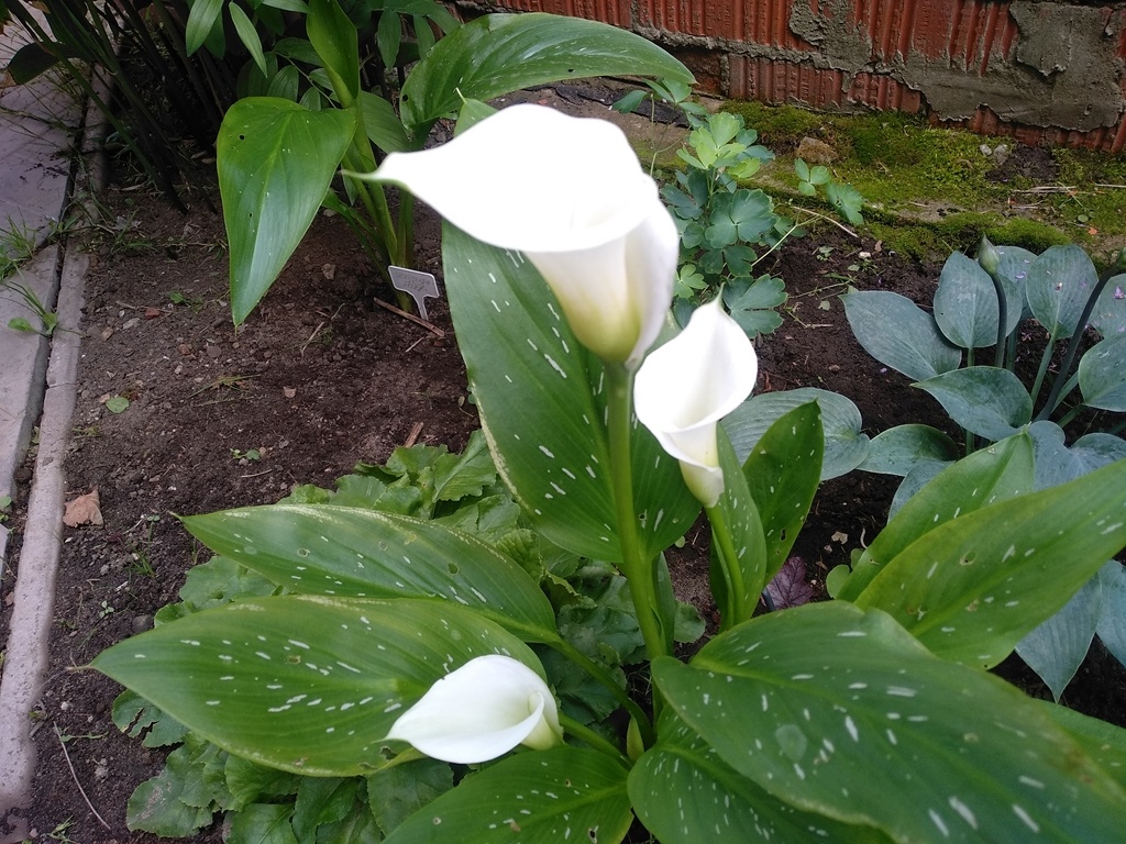 Калла «Кристал Блаш» уже с 5 цветками