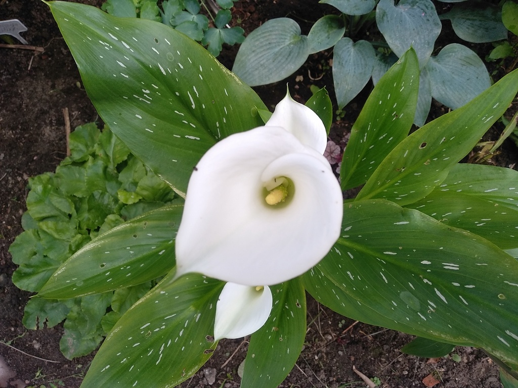 Калла «Кристал Блаш» с тремя бутонами. Как она прекрасна