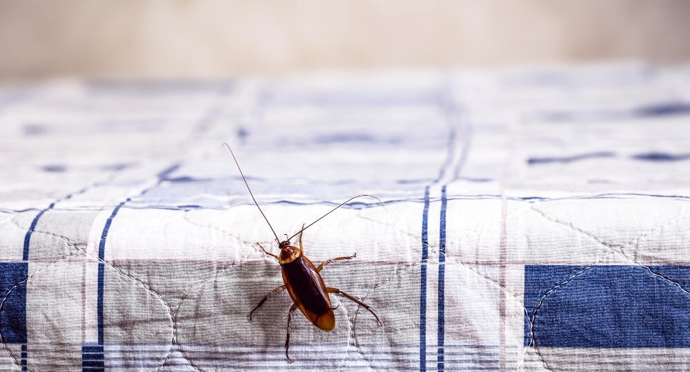 Мебельный таракан: чем опасен и как избавиться навсегда