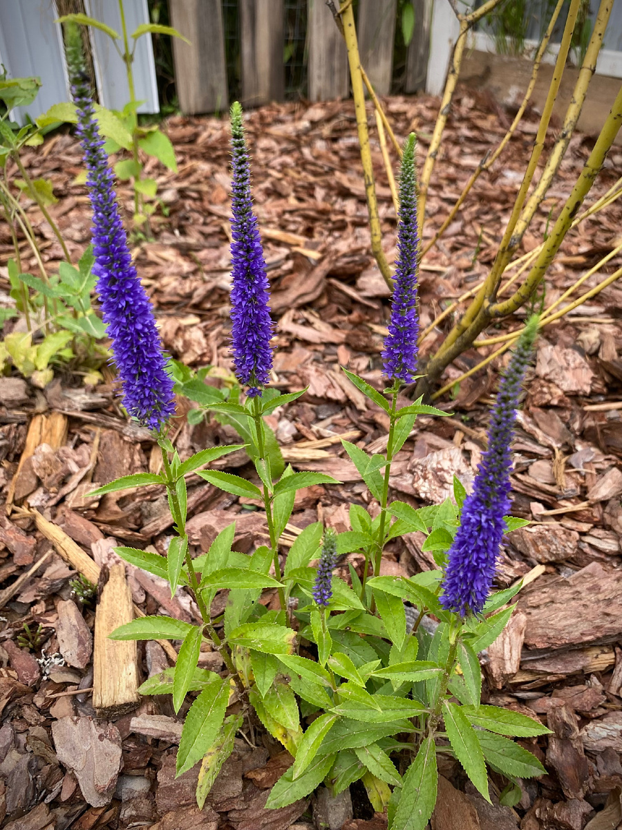 Вероника колосистая Ульстер Дварф Блю/ Veronica spicata Ulster Dwarf Blue, конец июня 