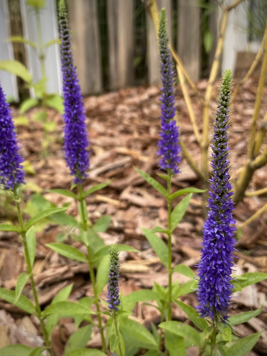 Вероника колосистая Ульстер Дварф Блю/ Veronica spicata Ulster Dwarf Blue