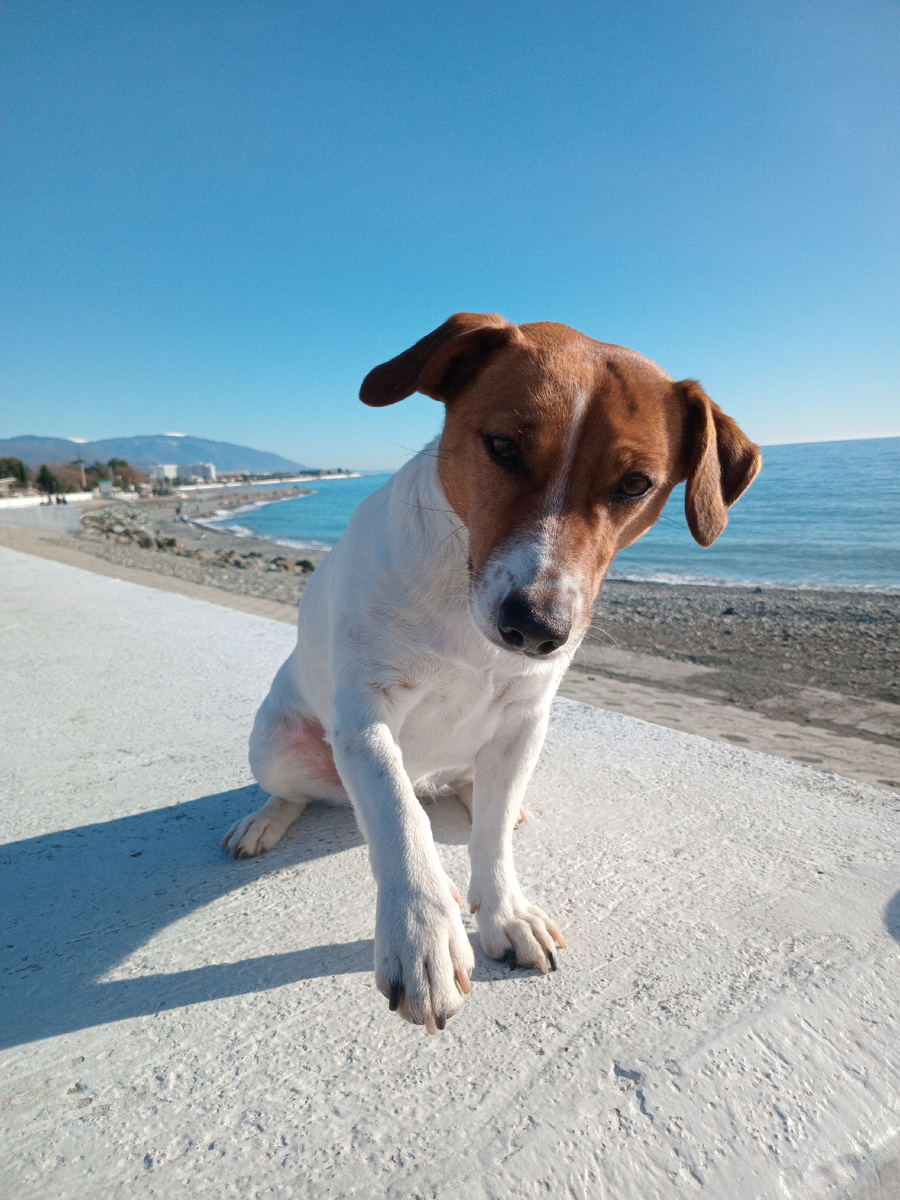 Джек-Рассел Жасмин 🐕 подаёт Лапу по команде