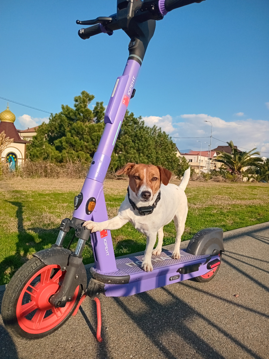 Джек-Рассел Жасмин 🐕 поставила одну Лапу по команде на самокат