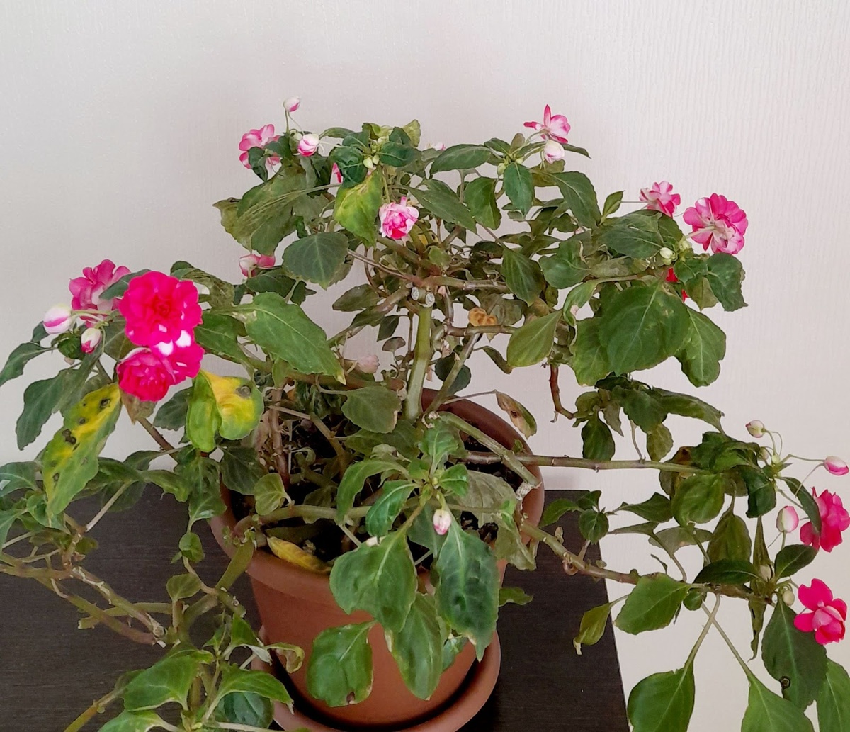 Больное растение бальзамин