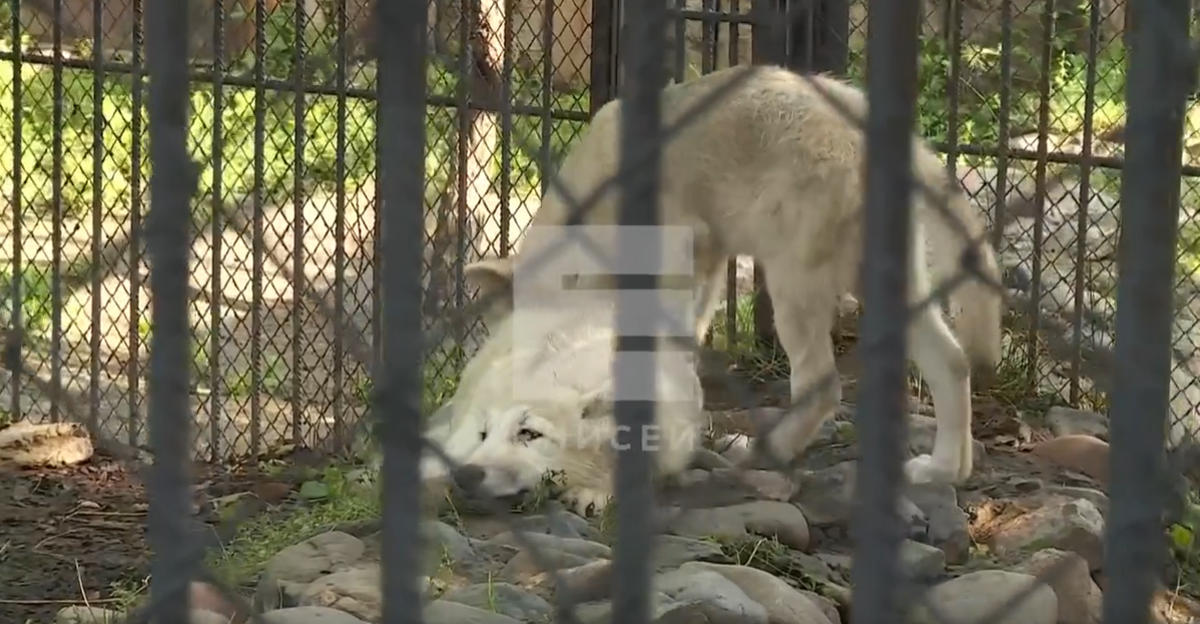     Красноярцев просят придумать имена для арктических волчат из «Роева ручья»