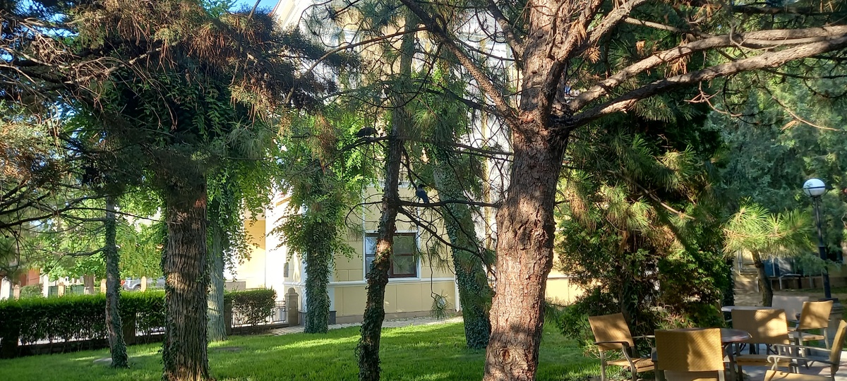 Вороны в парке