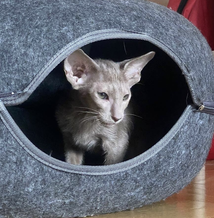 Фото от заводчицы