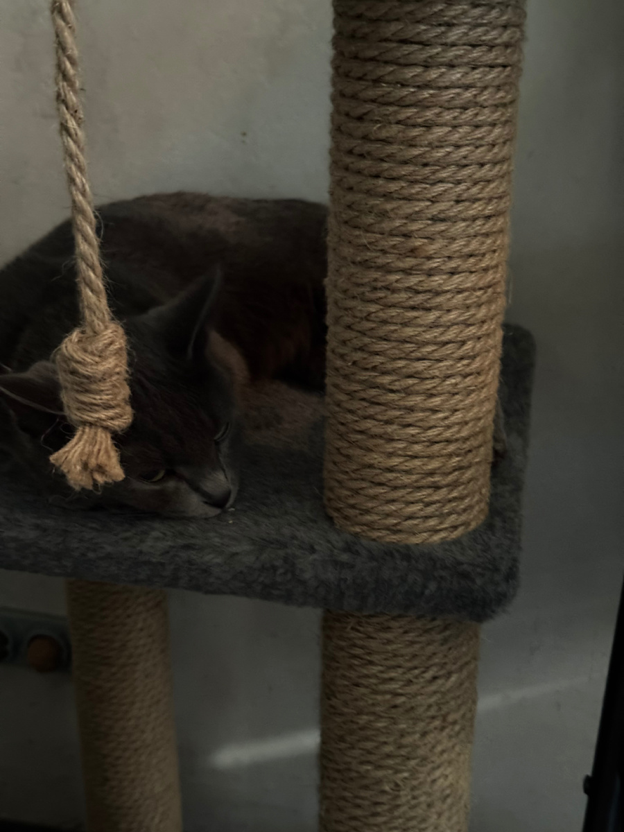 Дишеньке очень нравится - она на всех трех полочках уже поспала-посидела.