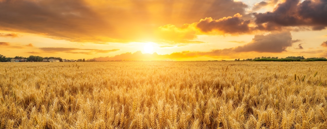  @ABCDstock/Shutterstock