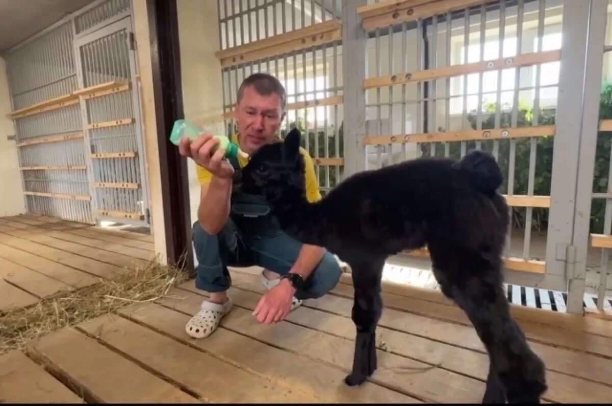    В Пермском зоопарке родилась альпака по кличке Клякса