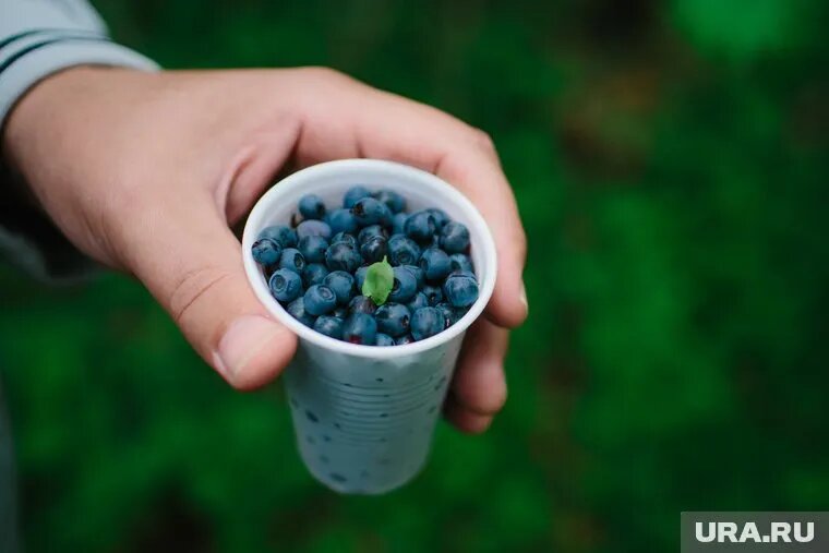 Середина июля - идеальное время для начала сбора черники в Тюменской области. Фото: Александр Кулаковский © URA.RU