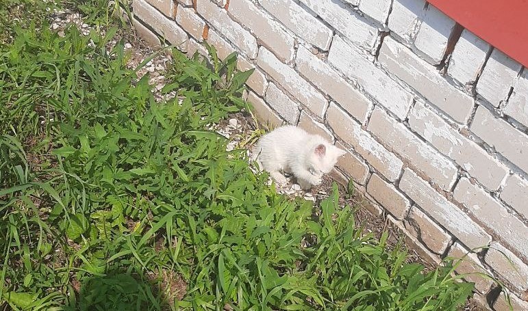 Вайсик-младший умывается после завтрака